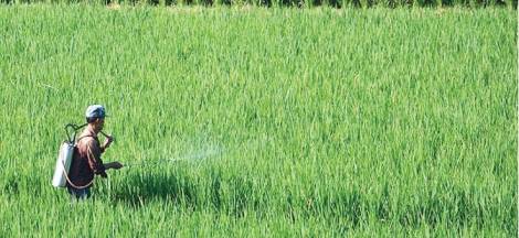alasan petani tidak boleh menggunakan pestisida berlebihan